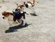 Beagle Puppies for sale in Peachtree Rd NE, Atlanta, GA, USA. price: $250