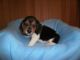 Beagle Puppies for sale in Castle Pines, CO 80108, USA. price: NA