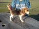 Beagle Puppies for sale in Idaho Falls, ID, USA. price: NA