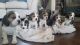 Beagle Puppies for sale in Hamilton, OH, USA. price: NA