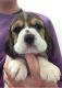 Beagle Puppies for sale in Court Pl, Denver, CO, USA. price: NA