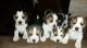Beagle Puppies for sale in Escondido, CA, USA. price: NA