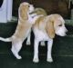 Beagle Puppies for sale in California Oaks Rd, Murrieta, CA 92562, USA. price: NA