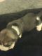 Beagle Puppies for sale in Imlay City, MI 48444, USA. price: NA