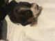 Beagle Puppies for sale in Imlay City, MI 48444, USA. price: NA