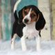 Beagle Puppies for sale in Flower Mound, TX, USA. price: NA