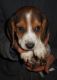 Beagle Puppies for sale in Mountain Lake, MN 56159, USA. price: NA