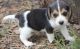 Beagle Puppies for sale in Mountain View, CA, USA. price: NA