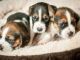 Beagle Puppies for sale in Beech Island Ave, Beech Island, SC 29842, USA. price: NA