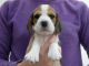 Beagle Puppies for sale in San Bernardino, CA 92404, USA. price: $500