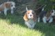 Beagle Puppies for sale in Bonita Springs, FL 34133, USA. price: $400