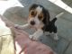 Beagle Puppies for sale in Miami Beach, FL, USA. price: NA