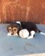 Beagle Puppies for sale in Austin St, Corpus Christi, TX, USA. price: NA