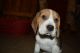 Beagle Puppies for sale in SC-14, Fountain Inn, SC 29644, USA. price: NA
