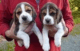 Beagle Puppies for sale in Lake Trail Dr, Kenner, LA 70065, USA. price: NA