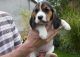 Beagle Puppies for sale in Carrollton, TX, USA. price: NA