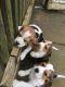Beagle Puppies for sale in Wisconsin Dells, WI, USA. price: NA