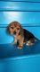 Beagle Puppies for sale in Millersburg, OH 44654, USA. price: NA