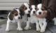 Beagle Puppies for sale in Richmond, VA, USA. price: NA