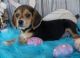 Beagle Puppies for sale in Carlsbad, CA, USA. price: $500