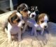 Beagle Puppies for sale in San Diego, CA, USA. price: $350