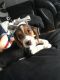 Beagle Puppies for sale in St. Louis, MO, USA. price: $550