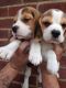 Beagle Puppies for sale in Arkansas County, AR, USA. price: NA