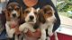 Beagle Puppies for sale in Nashville, TN, USA. price: NA