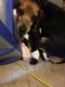 Beagle Puppies for sale in Princess Anne, MD 21853, USA. price: NA