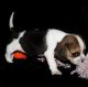 Beagle Puppies for sale in Dallas Township, PA, USA. price: $400