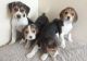 Beagle Puppies for sale in US-130, North Brunswick Township, NJ 08902, USA. price: NA