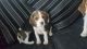 Beagle Puppies for sale in Ghent, NY, USA. price: NA