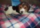 Beagle Puppies for sale in Decatur, IL, USA. price: NA
