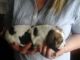 Beagle Puppies for sale in Round Rock, TX 78664, USA. price: NA