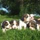 Beagle Puppies for sale in Maryland Ave, Rockville, MD 20850, USA. price: NA