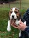 Beagle Puppies for sale in Spartanburg School District 03, SC, USA. price: NA