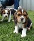 Beagle Puppies for sale in Spartanburg School District 03, SC, USA. price: NA