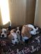 Beagle Puppies for sale in Dallas Township, PA, USA. price: $300