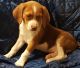 Beagle Puppies for sale in California Ave, Joint Base Andrews, MD 20762, USA. price: NA