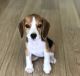 Beagle Puppies for sale in 200 N Spring St, Los Angeles, CA 90012, USA. price: NA