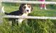 Beagle Puppies for sale in Massachusetts Ave, Cambridge, MA, USA. price: NA