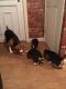 Beagle Puppies for sale in Branford, FL 32008, USA. price: NA