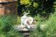 Beagle Puppies for sale in PA-18, Albion, PA, USA. price: NA