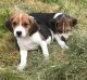 Beagle Puppies for sale in Santa Cruz, CA, USA. price: NA