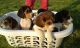 Beagle Puppies for sale in BRIDGEWTR COR, VT 05035, USA. price: NA