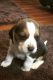 Beagle Puppies for sale in Hookstown Grade Rd, Clinton, PA 15026, USA. price: $300