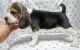 Beagle Puppies for sale in Basking Ridge, NJ 07920, USA. price: NA