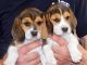 Beagle Puppies for sale in Ann Arbor, MI, USA. price: $500