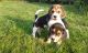 Beagle Puppies for sale in Rectortown, VA 20115, USA. price: NA
