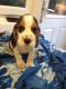 Beagle Puppies for sale in AL-134, Dothan, AL 36303, USA. price: NA
